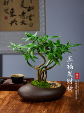 五福发财树新中式禅意盆栽室内桌面造型盆景植物耐阴好养绿植