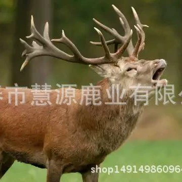 Changchun Huiyuan оленей промышленности оленей фермы Оптовые рога таблетки рога порошок оленей продукты полные процедуры