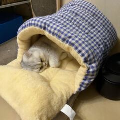 猫窝四季通用封闭式猫咪感窝宠物床睡窝帐篷狗窝冬季加厚保暖