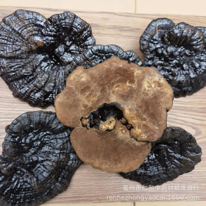 Changbai Mountain Black Reishi Lingzhi Whole Dried Mushroom Traditional Herbal Decoction key features