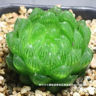 SֱN¿͏dݗÙˮ¶ֲyʮ