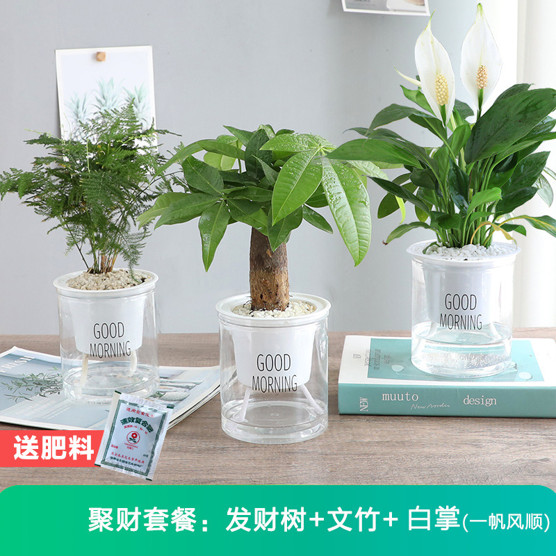 [부부부부패키지 3화분] 돈나무 + 아스파라거스 + 순조로운 항해 + 무료비료