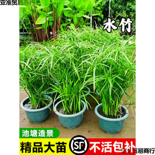 ˮ��ˮ��ֲ����L܇�ݺ�����~�����쾰����ˮ���Gֲ����ˮ�|