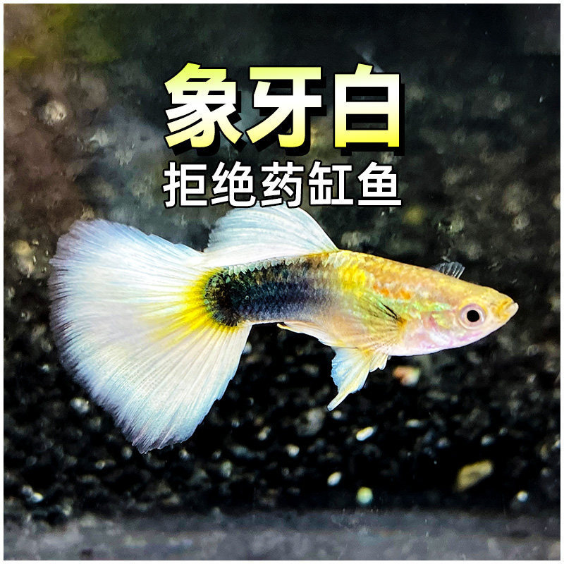 Ivory White Guppy Fish, Yellow Dress-Up Fish, Beginner-Friendly, Pregnant Female Fish, about to Give Birth, Ribbon, Large Tail, Premium Tropical Fish for Beginners Ivory White Guppy Fish, Yellow Dress-Up Fish, Beginner-Friendly, Pregnant Female Fish, about to Give Birth, Ribbon, Large Tail, Premium Tropical Fish for Beginners