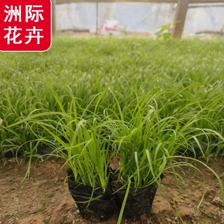 青绿苔草多芽常绿观赏草绿化园林路边观叶才草植物批发基地栽植崂