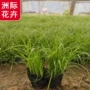 常绿栽植植物绿化苔草