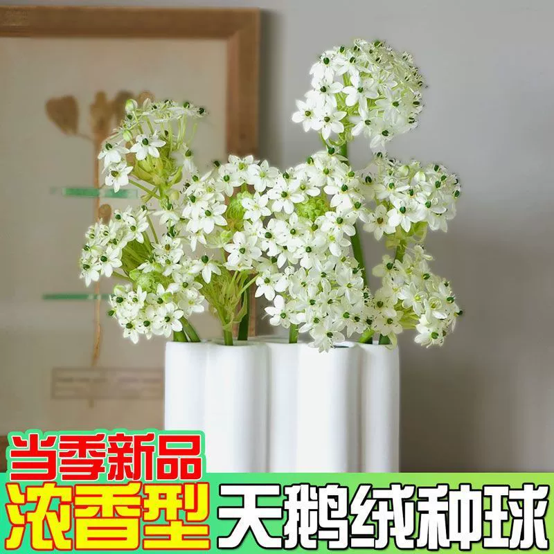 Бархатный шар Вифлеемская звезда тигровый глаз вечнозеленый морозостойкий многолетний балкон двор Гиацинт Цветы