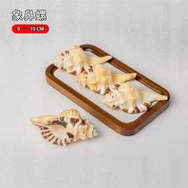 象鼻法螺天然海螺贝壳工艺品家居收藏摆件礼物海洋科普标本螺批发