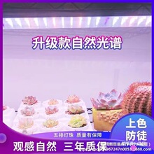 �S�Ҷ���Gֲ����ȫ���V�׹��a���������ɫ��ͽ�҃ȴ��ʟ���