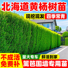 北海道黄杨苗四季常青法国冬青树苗耐寒庭院绿篱树苗围墙篱笆植物