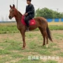 一匹多少婚庆蒙古马