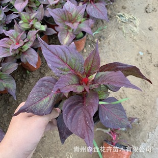 �u�ڻ� �r��ݻ�һ���������� ����ͥԺ���� ɽ�|�������l�u�ڻ�