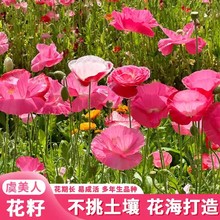 冰岛虞美人花种籽冬季耐寒播种好开花红花虞美人阳台庭院花卉种子
