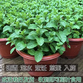 盆栽;花盆容器;月季蔷薇植物