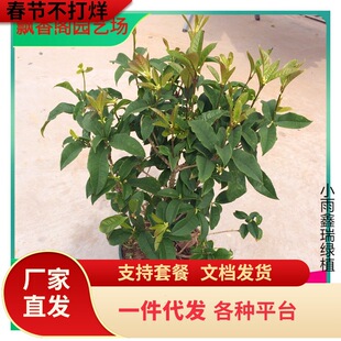 һ�����l��Ʒ�𻨹������ļ������Խ�𵤹�����ͥԺ�̨�Gֲ