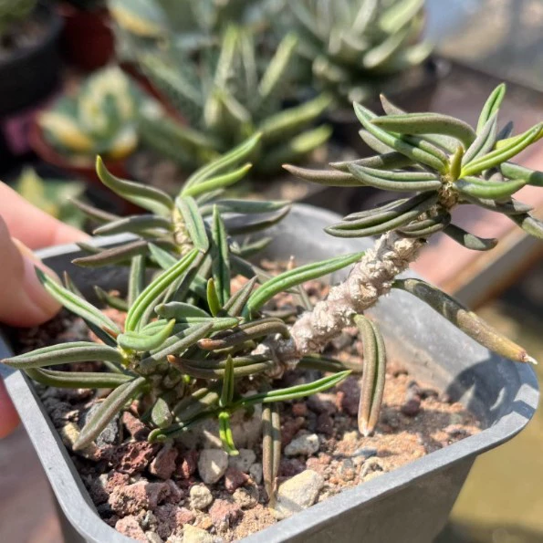 Красивый киви с цветочными листьями, киви с морщинистыми листьями, киви с трубчатыми листьями, вращающийся киви, морозостойкое растение с красными цветущими листьями, легко выживает лето.