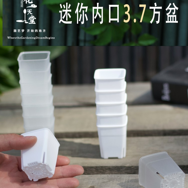3.7c m迷你多肉塑料方盆拇指控根肉锥生石花盆育苗播种整理浸水盘