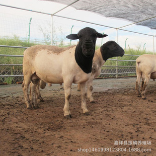 С����Bֳ�����ۻ��w����ĸ���� ����r�� �ӱ��Ų��Bֳ��