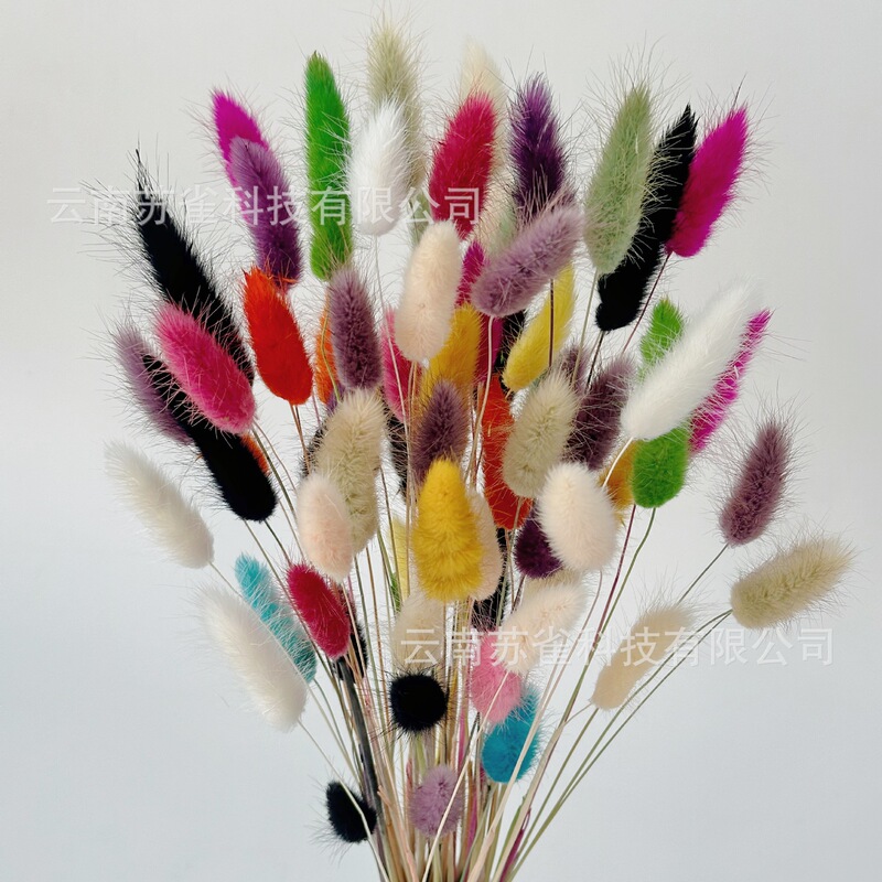 60 natural dried flower rabbit tail grass Kunming factory straight hair Amazon Heyin white pink rabbit tail grass 60 natural dried flower rabbit tail grass Kunming factory straight hair Amazon Heyin white pink rabbit tail grass