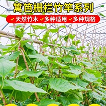 精选100根竹竿批发菜园搭架防腐小细竹杆棍旗杆黄瓜豆角爬藤菜架