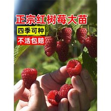 �t��ݮ�����Ϸ��Nֲ����Y���҃����̨ͥԺ���Ե���ˮ���޽ӹ���