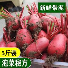 四川特產泡菜原料皮蘿卜新鮮紅皮白肉水蘿卜紅泡菜胭脂蘿卜5斤裝