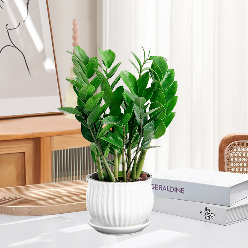 Pohon uang 25-30cm6-8 (pot porselen vertikal) pupuk khusus