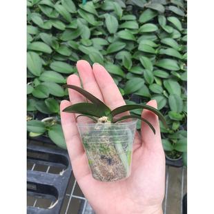 1.7������mС��냺�猦�����m���� �Gֲ�����҃��k��������