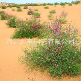 ���ݷN�ӻ����N�ӻ�����ľ�N�Ѽ�֦���S��ţ����Ϲ�ɳ��ľ�^�p�N