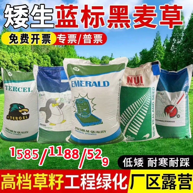黑麦草种子多年生护坡白三草籽高羊茅早熟禾耐寒耐旱绿化草坪籽种