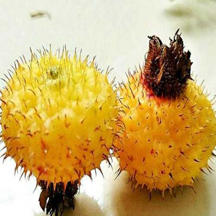 食用香精3230刺梨香精用于饮料果冻酸香刺梨风味