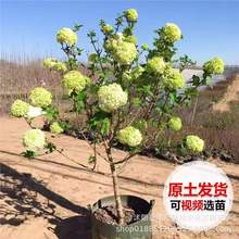 Aľ򻨘҃ͥԺԵͺͥԺL