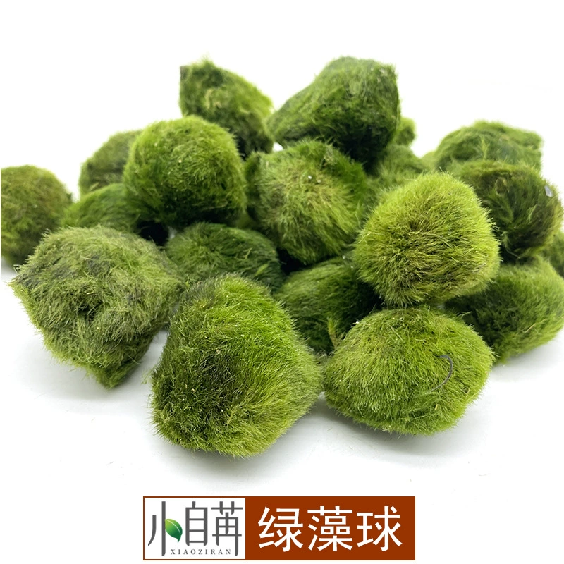 Зеленый шарик из водорослей декоративные настоящие водные растения живые Рыбы Аквариум Ландшафтный дизайн украшения небольшой размер оптом хороший рост без нижнего песка