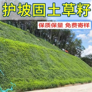Lawn Grass Seed Slope Protection Soil Solidification Four-Season Evergreen Grass Seed Cold-Resistant and Drought-Resistant Greening Project Bermudagrass Tall Fescue Grass Seed