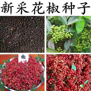 NӴtۻNҰɽt齷̻h߲