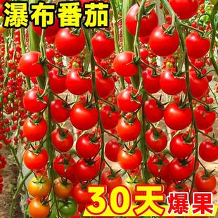 Small Tomato Seeds Millennium Cherry Tomato Seeds Potted Tomato Seedlings All Year Round Balcony Dwarf Tomato Seeds