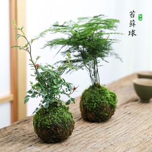 ̦�\��ֲ��Gֲ����t�^���������ˮ���辰�͏d���������艾����