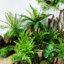 �ן�ɭϵ������̦��Ƥ�����A���L����̦�\�����b廨�첼���ز�