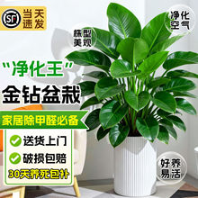 金钻盆栽绿萝水培植物办公室内绿植多肉大叶植物净化空气除甲醛