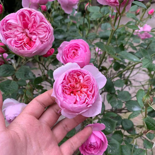 �֮�����¼������ľ�̨΢�·�ɫ�ڻ����^�༾�_��������õ��