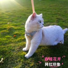 猫咪牵引绳遛猫绳可调节防挣脱猫绳小猫链子网红爆款四季通用