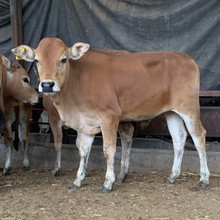 鲁西黄牛养殖场出售鲁西黄牛牛犊三元杂交黄牛牛犊价格