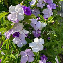 ���򻨷N�������ļ����Բ��N�Nֲ�m���҃Ȉ@ˇͥ�̨Ժ�_���N��