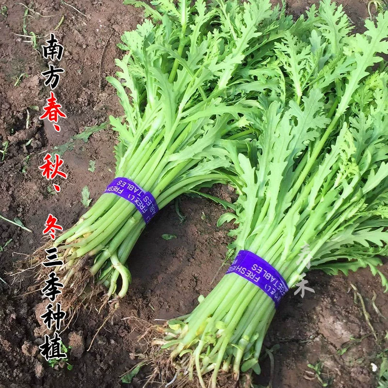 Семена дольчатой хризантемы Семена Император Овощные Семена Полярный Понтокс Artemisia Хризантема Четыре сезона Балкон Овощи в горшке