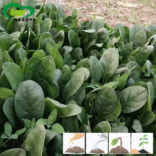 ���������˷N�� �r��ˈ@�s���������~��G�ʺ��ͳ�̦�����߲���