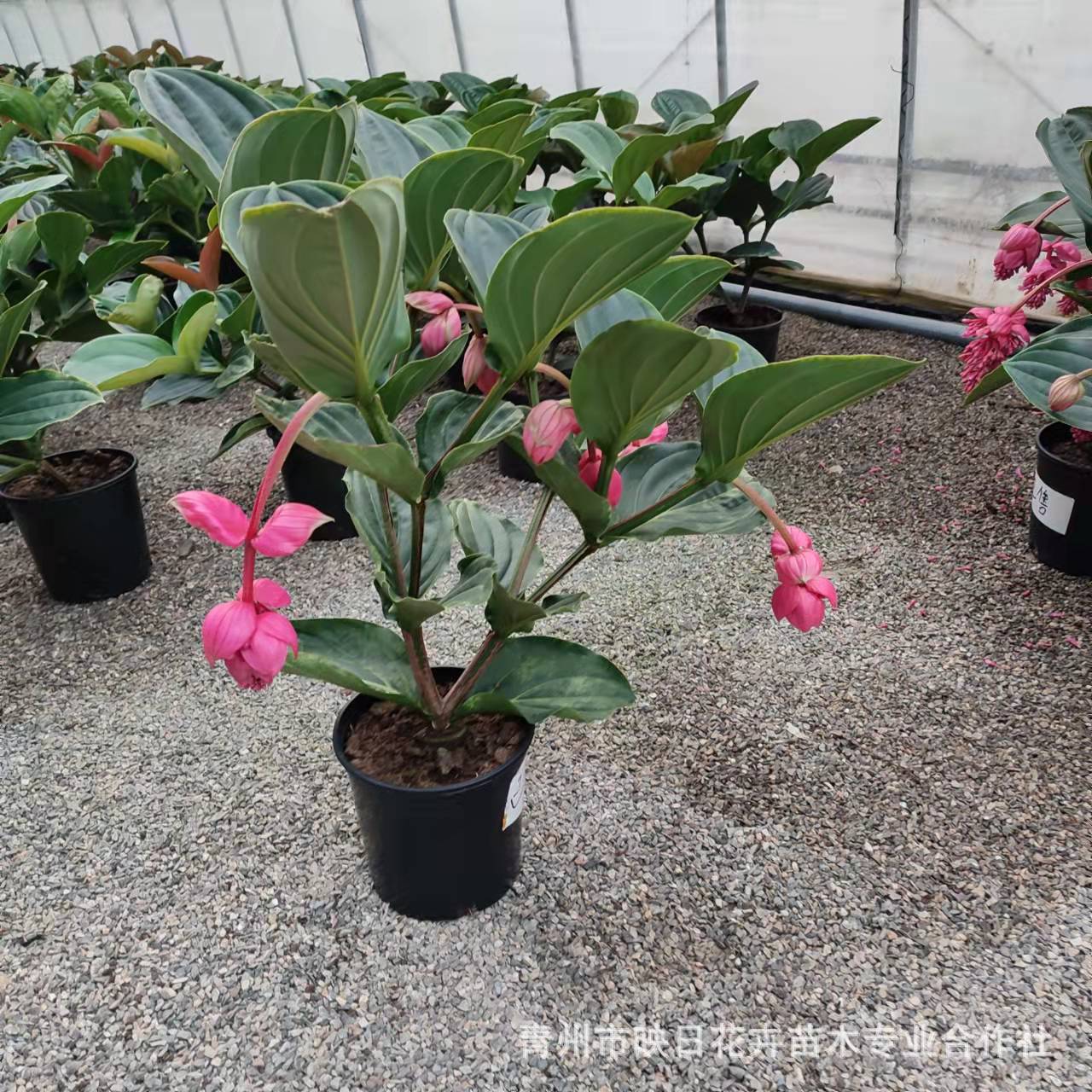 beaeb509e771aa55aec408134be74a