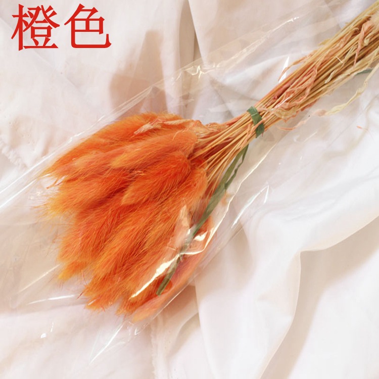 주황색 토끼꼬리풀 60개 묶음