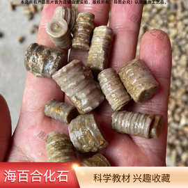 天然植物标本原石海百合茎化石远古生物模型动物化石观赏批发