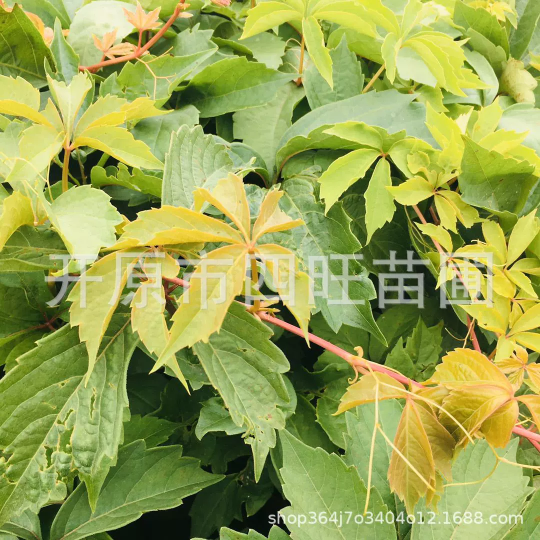 Морозостойкие лозы, рассада американского трехлистного пятилистника Партеноцисса Рептилии, происхождение оптом