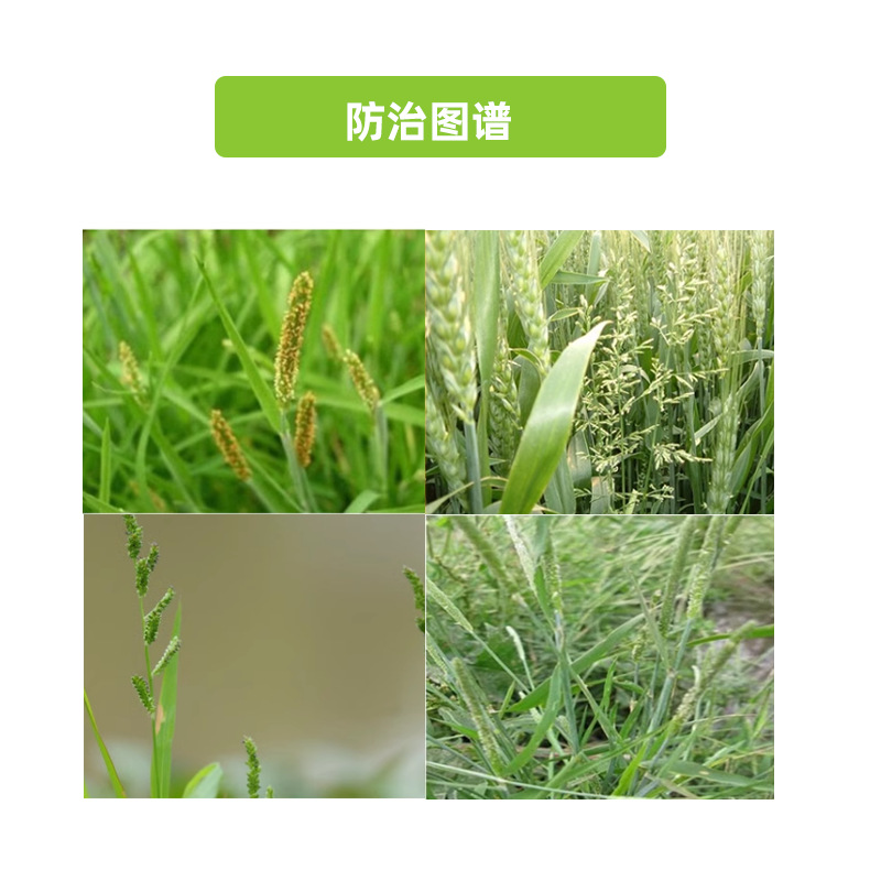 1688江天康鹏异丙隆图三